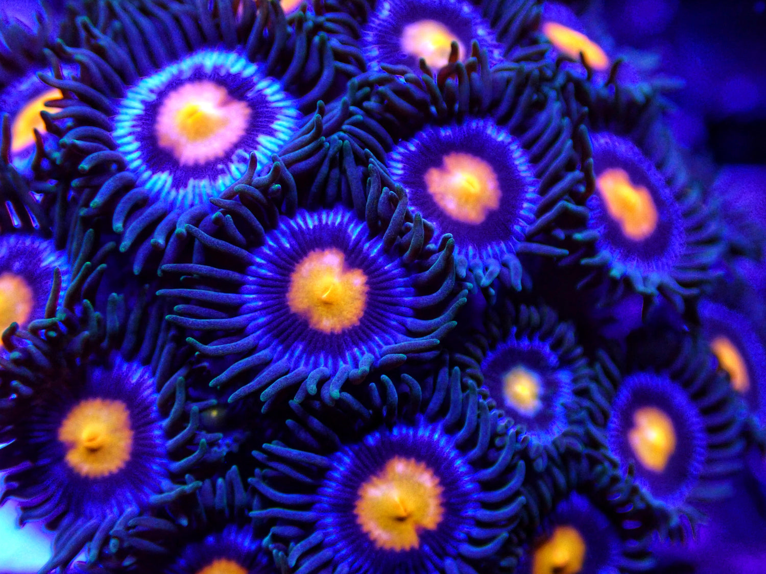 Zoanthids