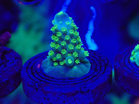 Cuckoo Acropora #1