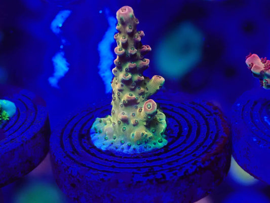 PC Rainbow Acropora