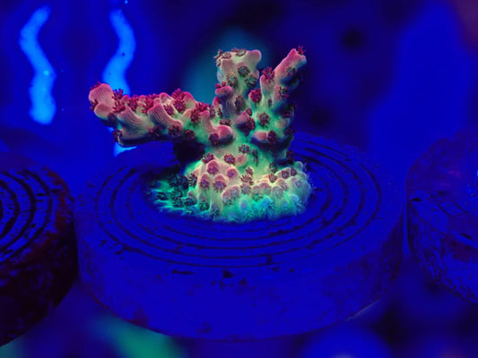 Sherbet Bomb Acropora