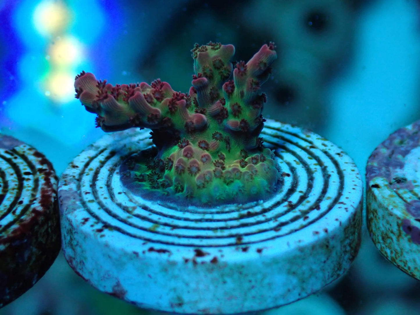 Sherbet Bomb Acropora