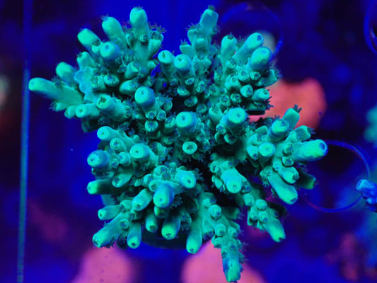 Acropora SP