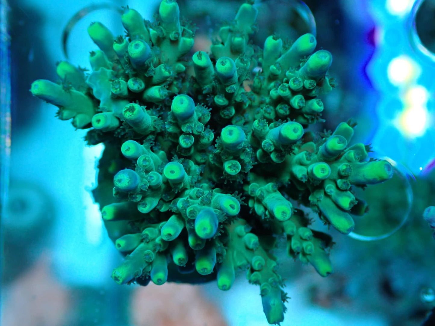 Acropora SP