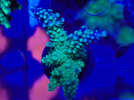 Acropora SP Staggorn