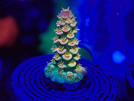 Walt Disney Acropora