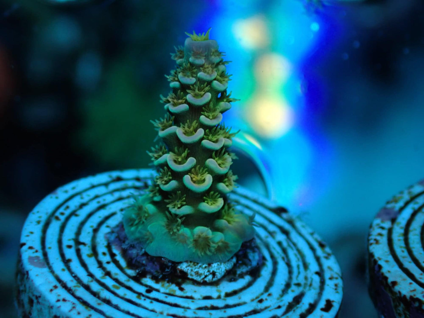 Walt Disney Acropora