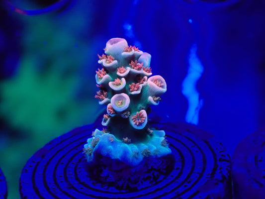 Cherry Bomb Acropora