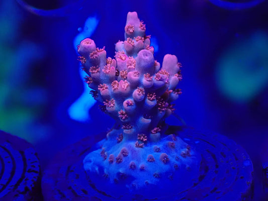 Little Hottie Acropora