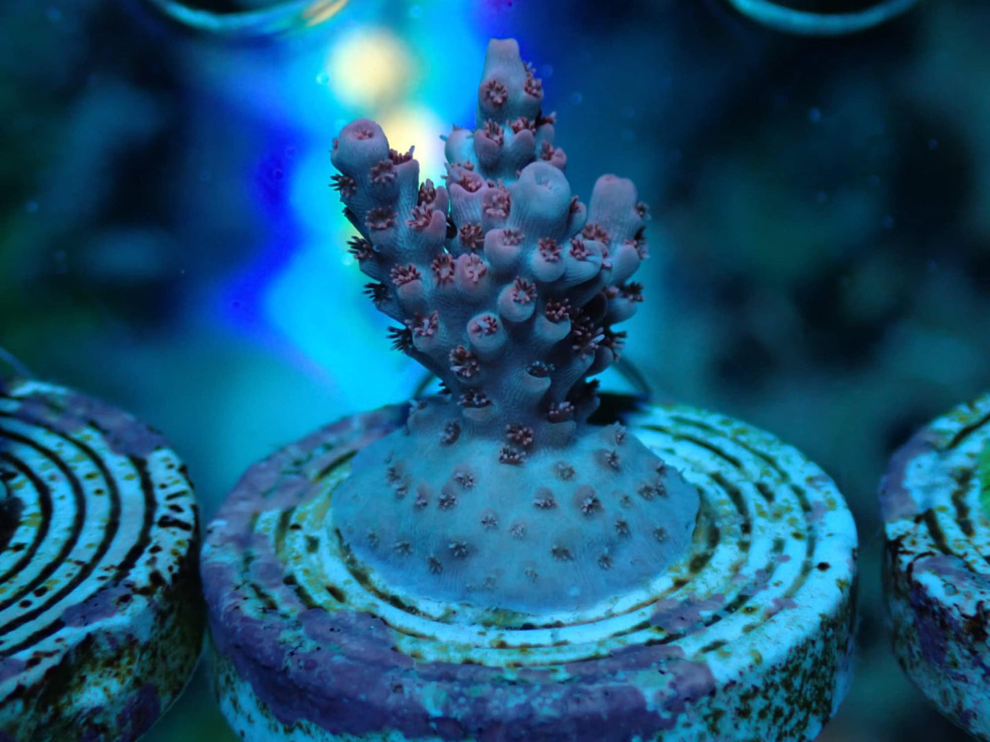 Little Hottie Acropora