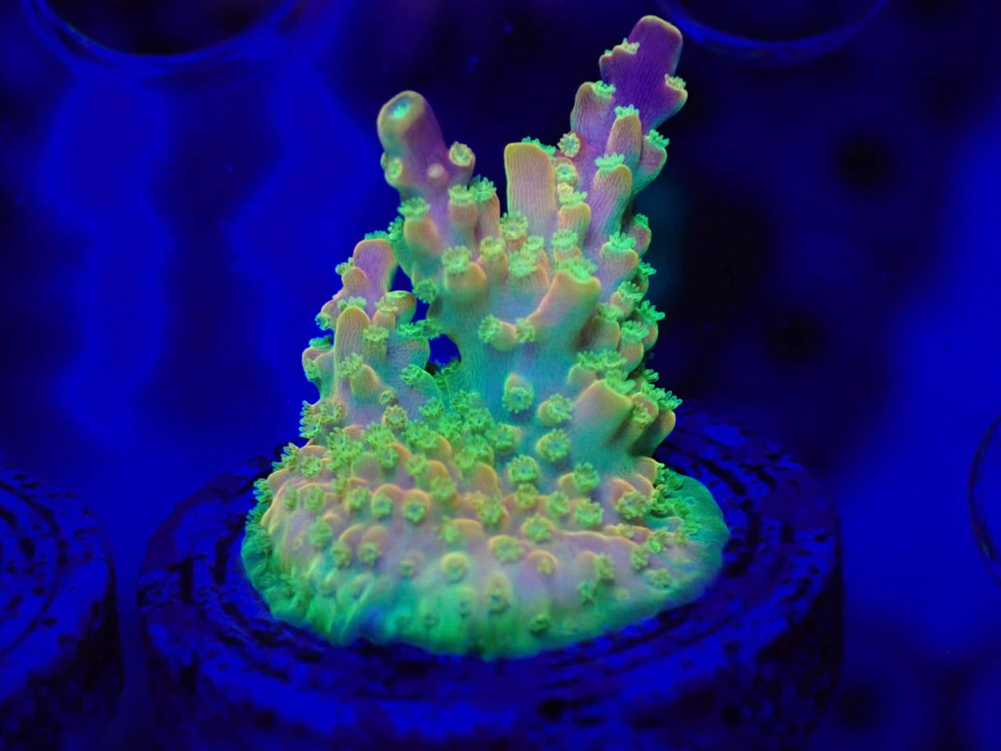 Rainbow Loom Acropora