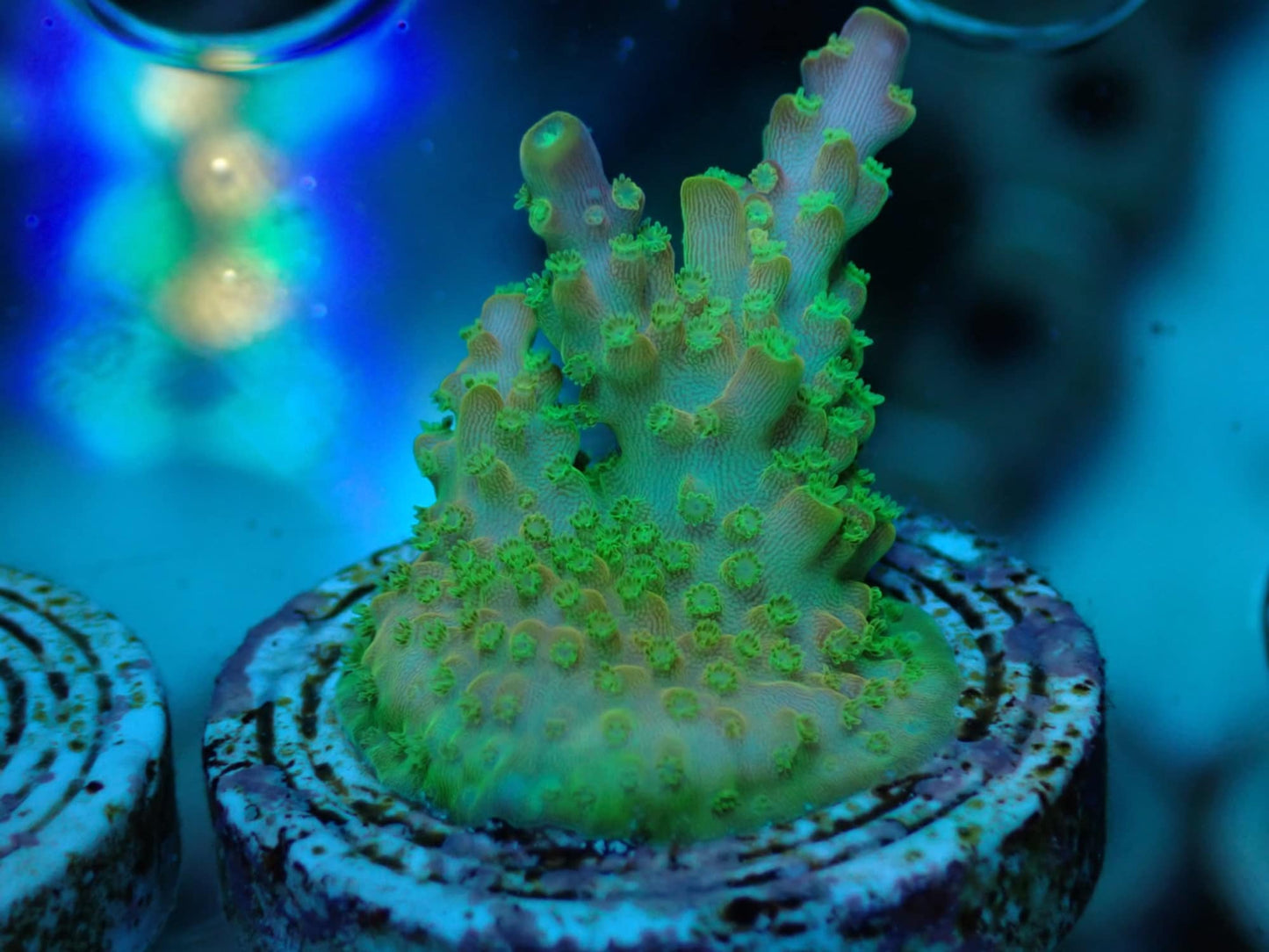 Rainbow Loom Acropora