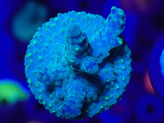 Highlighter Loripes Acropora