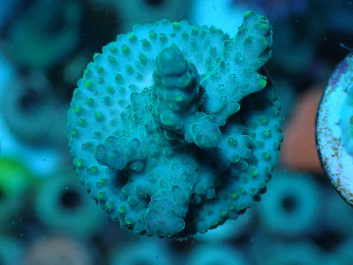 Highlighter Loripes Acropora